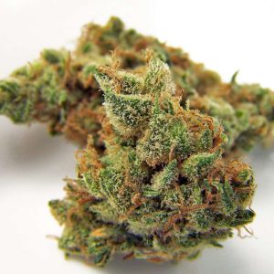 BUY NORTHERN LIGHTS
