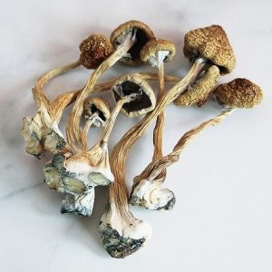 BUY CUBENSIS