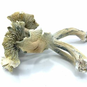 BUY ALBINO A+