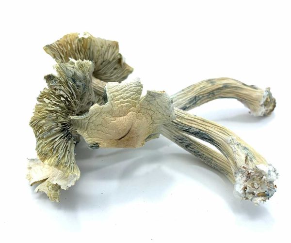 BUY ALBINO A+