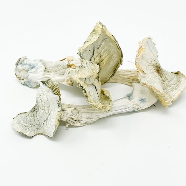 BUY ALBINO A+ - Image 3
