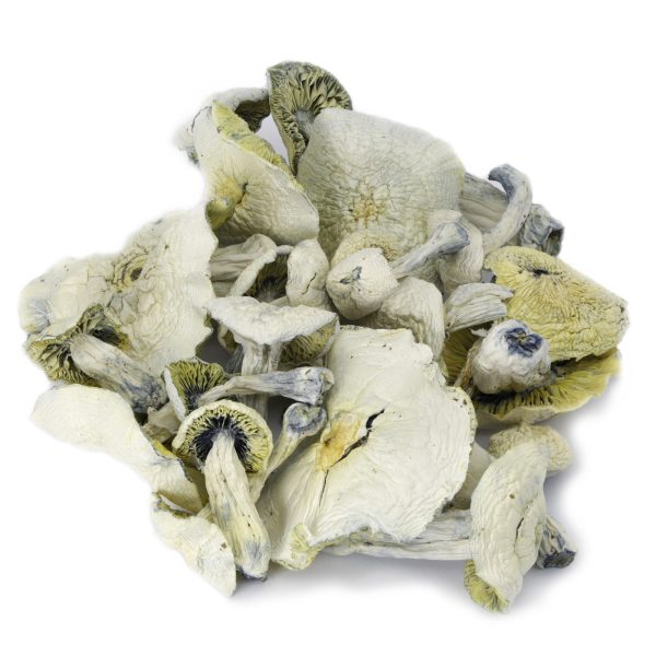 BUY ALBINO A+ - Image 2