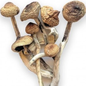 BUY PSILOCYBE AZURESCENS
