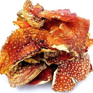 BUY AMANITA MUSCARIA