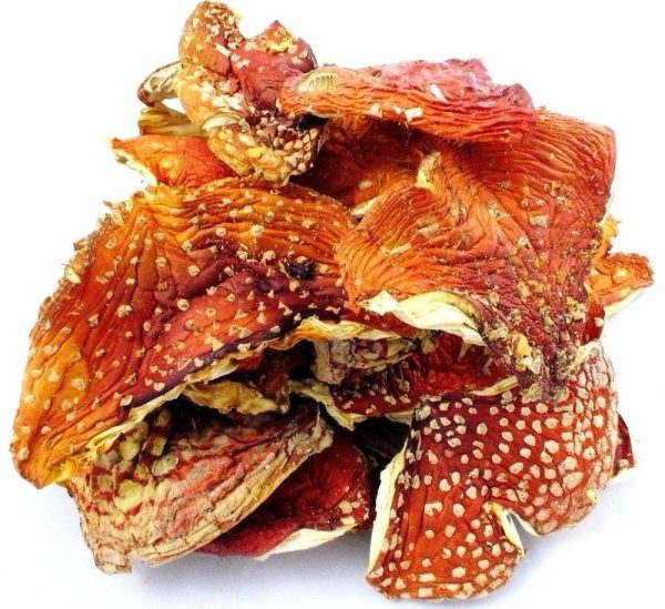 BUY AMANITA MUSCARIA