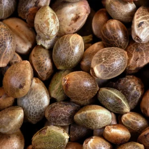 BUY FEMINIZED CANNABIS SEEDS