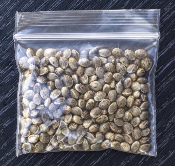 BUY FEMINIZED CANNABIS SEEDS - Image 2
